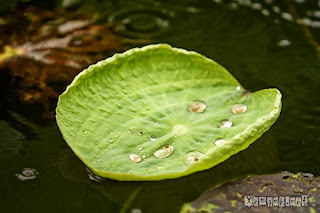 Lotus in the rain