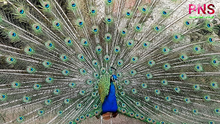 peacock beutiful wallpaper, peacock feather, beutiful peacock Morningpeacock wallpaper photo,  peacock wallpaper for walls,  peacock wallpaper design,  beautiful peacock wallpaper,  peacock feather wallpaper,  peacock live wallpaper,  peacock 3d wallpaper,  5d peacock wallpaper