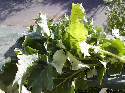 Kale Harvest