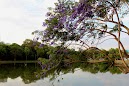 Jacarandá-mimoso