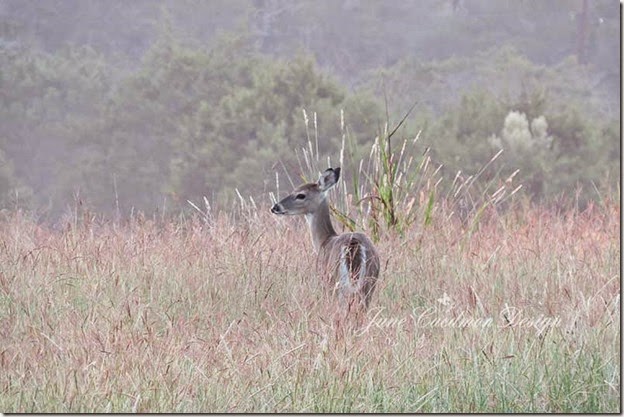 Doe_MorningLight2