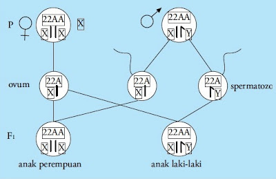 Skema pembentukan jenis kelamin