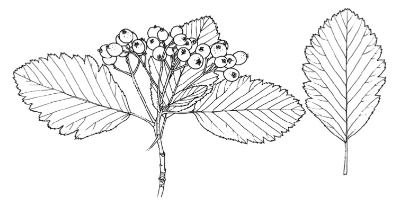 Рябина Мужо (Sorbus mougeotii)