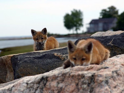 red foxes love picture