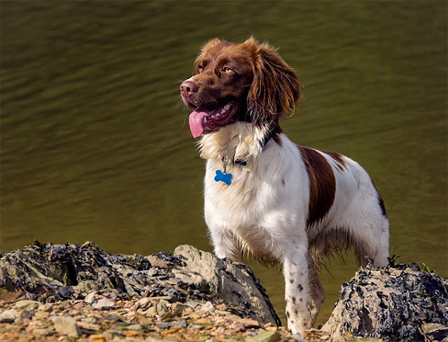 Welsh Springer Spaniel Dog