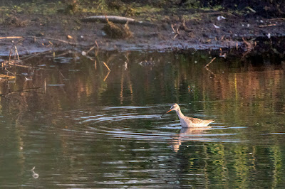 Ein Dunkelwasserläufer im Jugendkleid im Oktober am Ägelsee bei Frauenfeld.