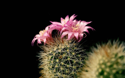 Cactus flower wallpaper 