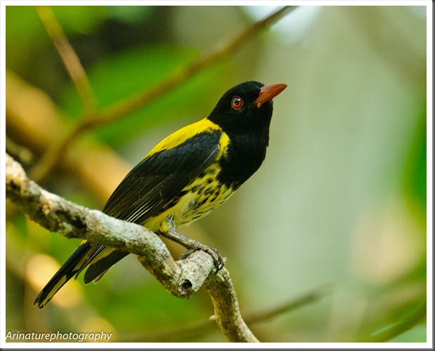 Dark-Throated Oriole2