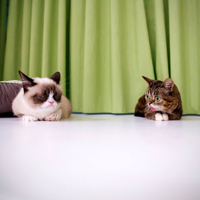 Grumpy cat meets Lil Bub (pic + video), grumpy cat pic, lil bub pic, cute cats pics