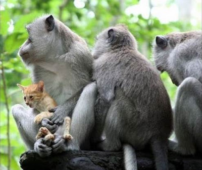 Amazing monkeys