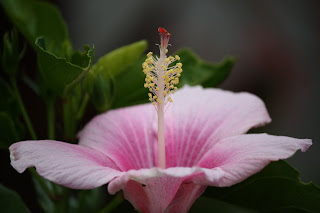 Hibiscus Flower