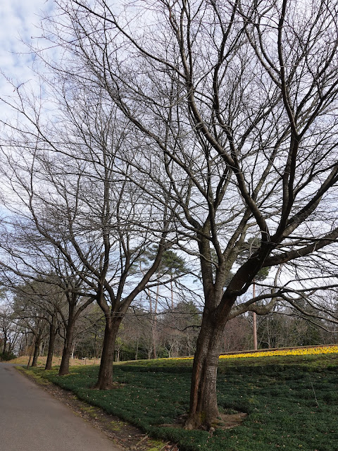 とっとり花回廊　花の丘