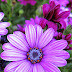 African daisies (Osteospermum)- one of my favorites