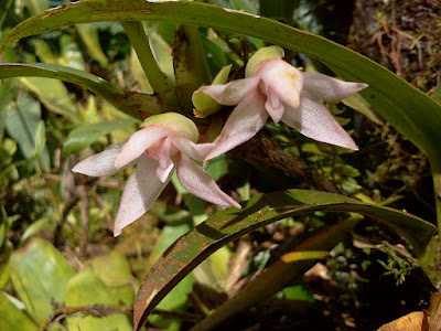 Maxillaria sigmoidea - S Shaped Lip Maxillaria care