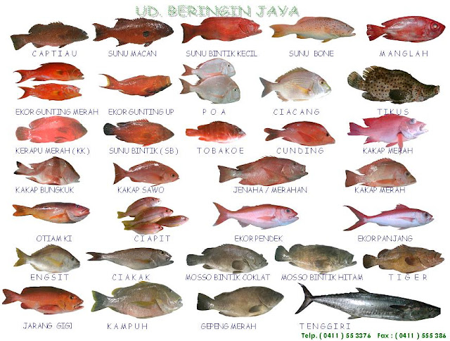  Ikan Eksport Poster Ikan Gambar Ikan 