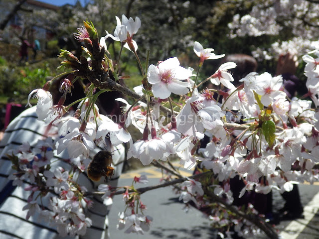 Alishan cherry blossom