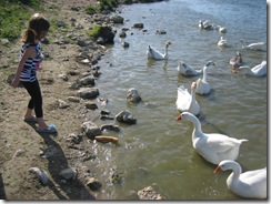 Feeding Ducks 28th August 2009 07