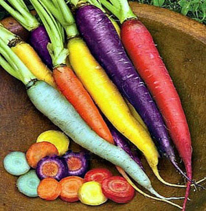 benih wortel pelangi / wortel rainbow  murah