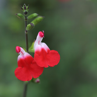 Salvia Hot Lips