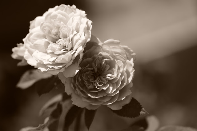 amy myers, photography, small sunny garden, desert garden, rose, crown princess margareta