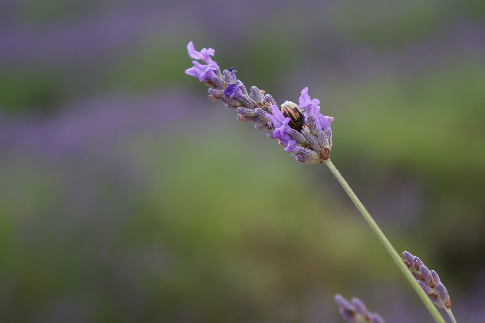 beetle on a lavender flower