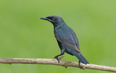 burung cucak keling