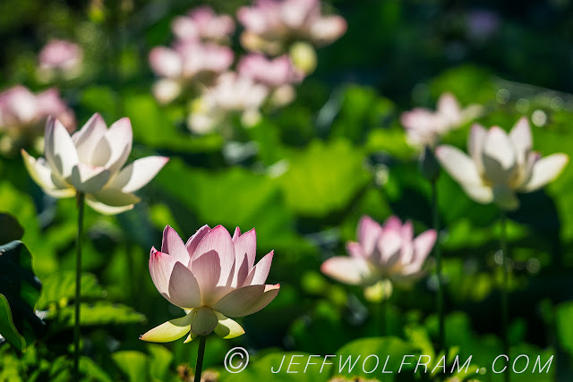 Lotus Flowers by Jeff Wolfram