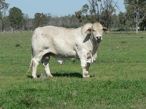 cow photos australian charbray bull picture