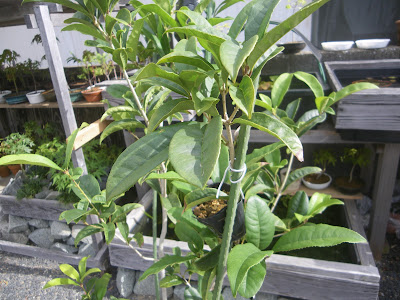 キンモクセイ 金木犀 を鉢植えで育てる 苗木の植え付け 育て方 メダカの大工