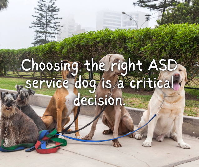Choosing the right ASD service dog is a critical decision