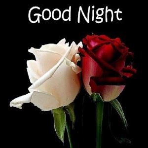 Beautiful Red & White Rose Good Night Flowers