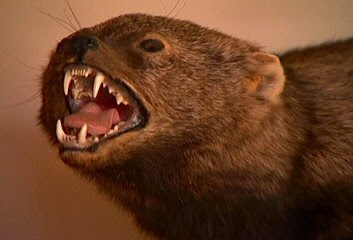 Sound A Fisher Cat Makes