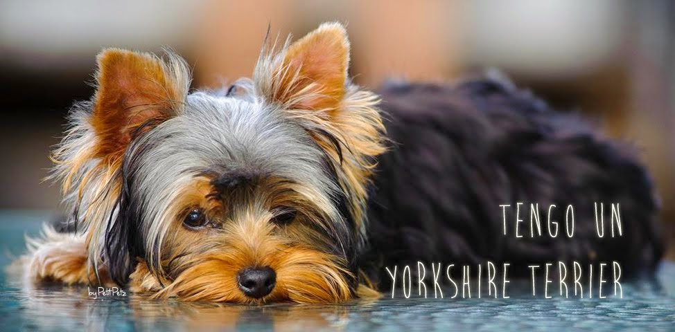 Cortes De Pelo De Yorkshire Terrier - Cortes de pelo básicos para perros yorkshire terrier eHow 