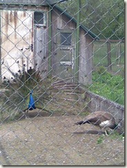 Image021
