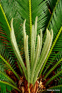 New Leaves on Sago Palm