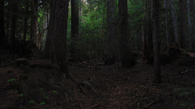 Dark forest