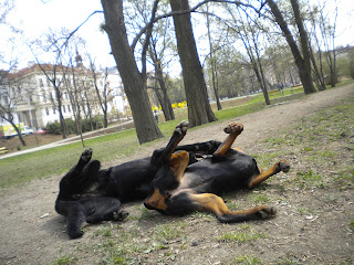 Lily the doberman laying down and playing with Mety