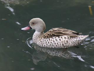 Sarcelle du Cap - Anas capensis - Canard du Cap