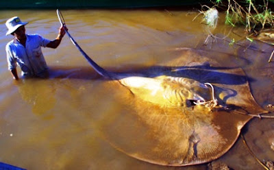 Peces Raros, Peces Gigantes, Pesca en Bote, fotos, imágenes, Giant Fish