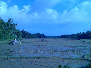 Beautiful Paddy fields in Sri Lanka