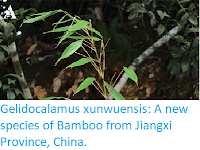 https://sciencythoughts.blogspot.com/2017/09/gelidocalamus-xunwuensis-new-species-of.html