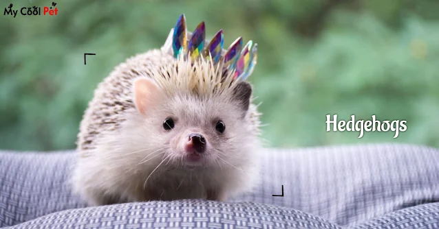 Hedgehogs