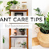 Unique Indoor Plant Care Tips for Beginners || Focus on uncommon indoor plants or unusual care techniques that aren't widely covered