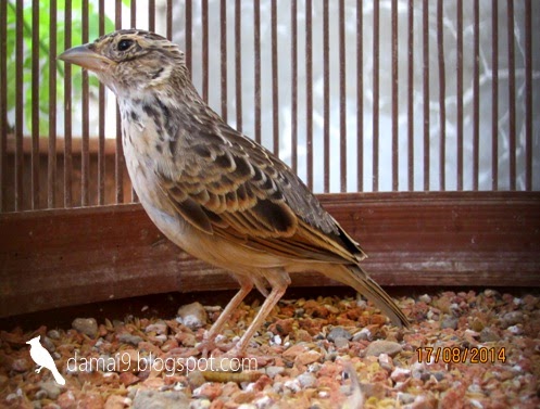  Gambar Tepat Berternak Burung Blackthroat Informasi Ternak 