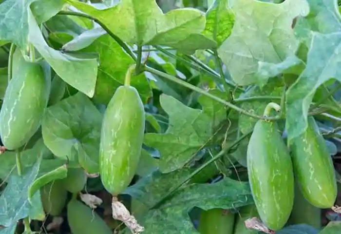 Ivy Gourd, Farming, Agriculture, Vegetable farming, How to Cultivate Ivy Gourd?.