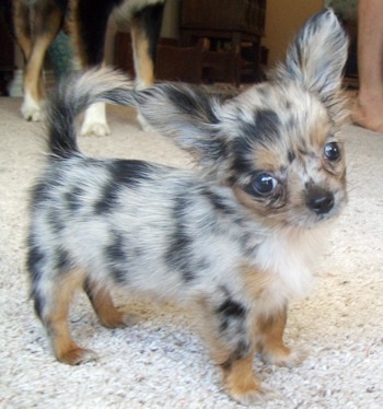 AKC Long Coat Chihuahua Puppies Images