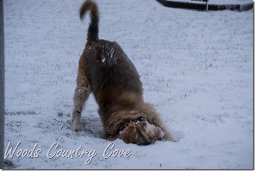 JANUARY 2016 (7 of 33)