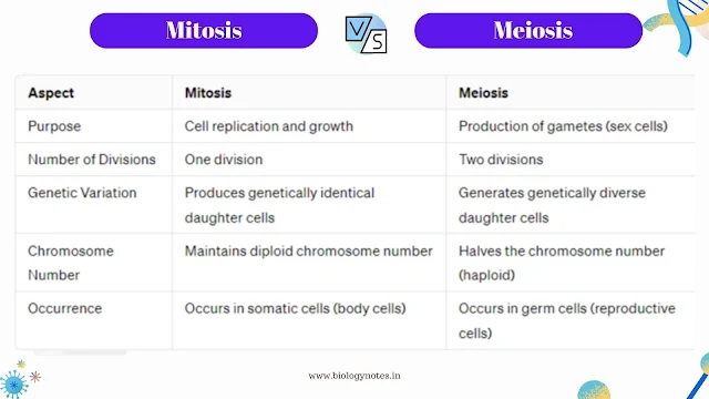 what is the difference between mitosis and meiosis