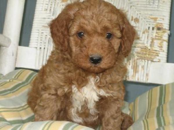 goldendoodle puppy red. goldendoodle puppy. hair