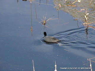 American Coot